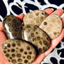 Petoskey Stones