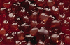 Aroma Bead Air Fresheners - Autumn Collection