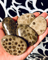 Petoskey Stones