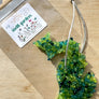 Air Fresheners - NEW Multi-Color Blends!