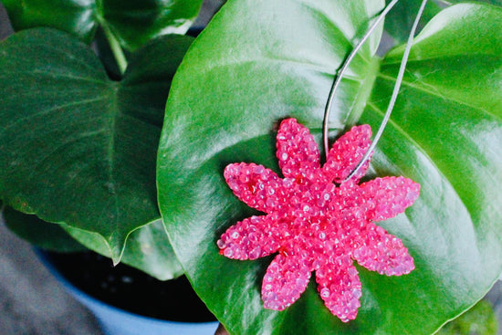 Flower Aroma Bead Air Fresheners - Summer Collection